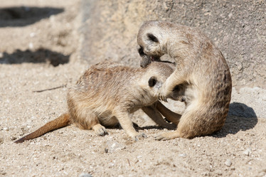 Similar image 21288267