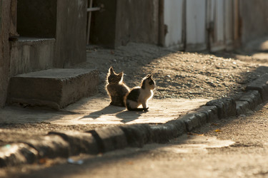 Similar image 21288273