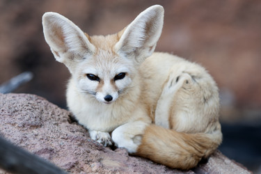 Similar image 21288276