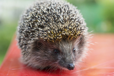 Similar image 21288288