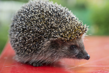 Similar image 21288290