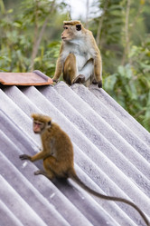 Similar image 21288431