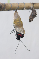 Similar image 21288453