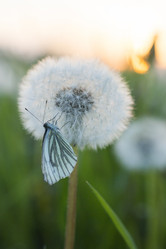 Similar image 21288316