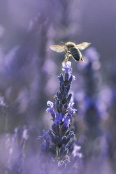 Similar image 21288320