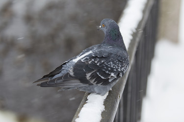 Similar image 21288355