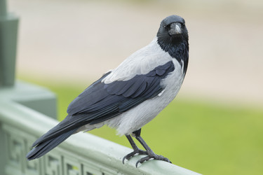 Similar image 21288460