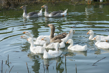 Similar image 21288469