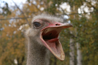 Similar image 21288475