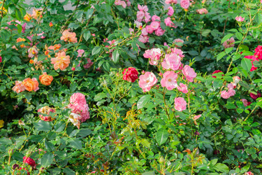 Similar image 21288879