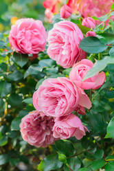 Similar image 21289986