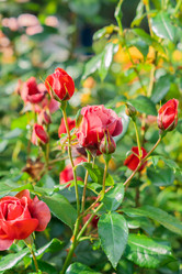 Similar image 21289988