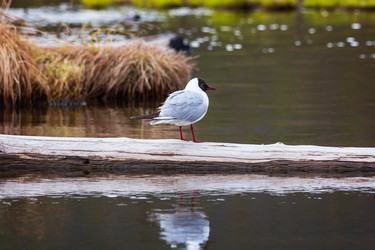 Similar image 21286449