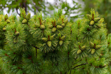 Similar image 21286476