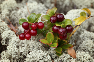 Similar image 21286486