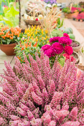 Similar image 21288908