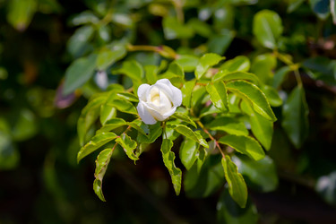 Similar image 21283250