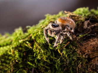 Similar image 21283939