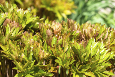 Similar image 21285602