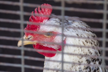 Similar image 21285610