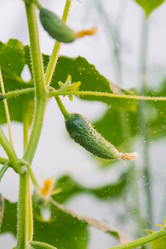 Similar image 21285340