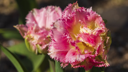 Similar image 21285672