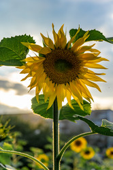 Similar image 21285975