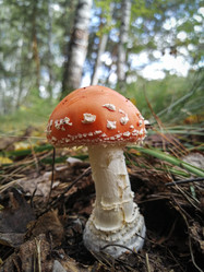 Similar image 21286012