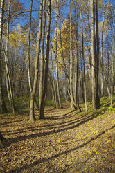 Similar image 21285438