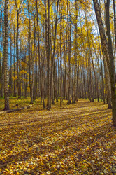 Similar image 21286418