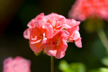 Similar image 21286690