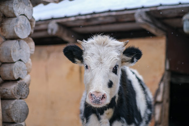 Similar image 21287733