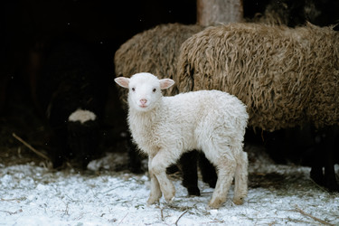 Similar image 21287734