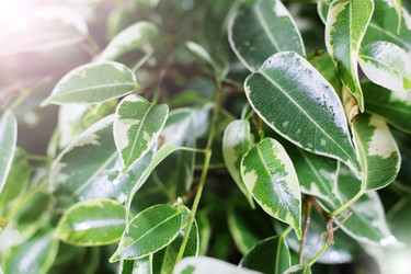 Similar image 21290634