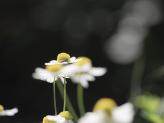 Similar image 21289252