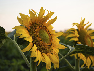 Similar image 21289257