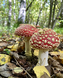 Similar image 21290557