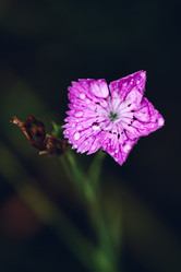 Similar image 21290954