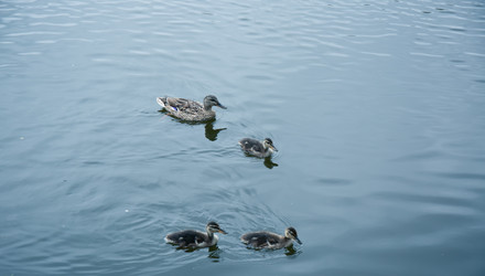 Similar image 21300395