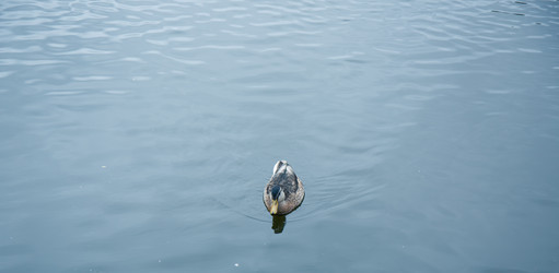 Similar image 21300396