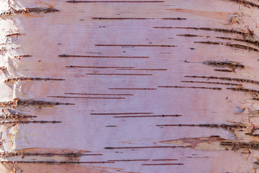 Similar image 21313459