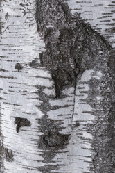 Similar image 21313543