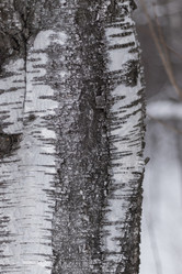 Similar image 21313544