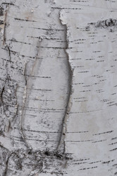 Similar image 21313545