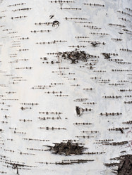 Similar image 21313475