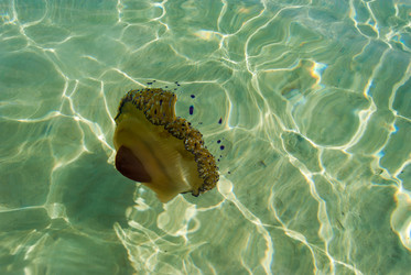 Similar image 21313501