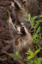 Similar image 21321747