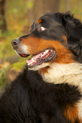 Similar image 21307930