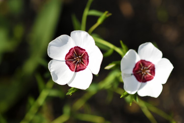 Similar image 21339376