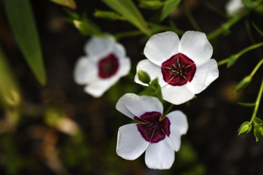 Similar image 21339378